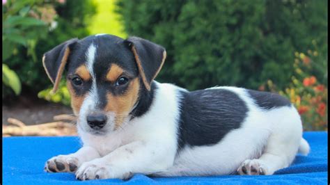 The Jack Russell Terrier is a small Breed of Terrier, that was originally bred for Fox hunting. These working terriers have lots of energy, making them ideal for flyball or agility, but they are also stubborn and require considerable training to get the most out of them. Looking for a Jack Russell Terrier puppy can be extremely exciting ...